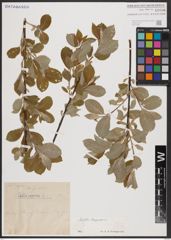 Foto von Salix caprea L.